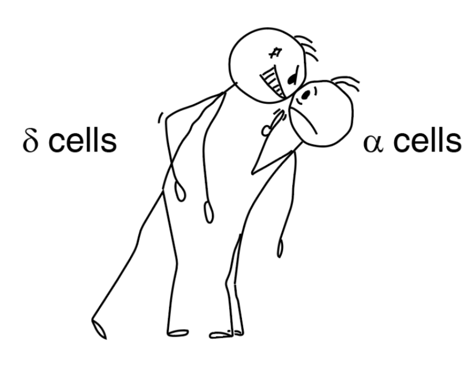 δ-α cell-to-cell interactions modulate pancreatic islet Ca2+ oscillation modes