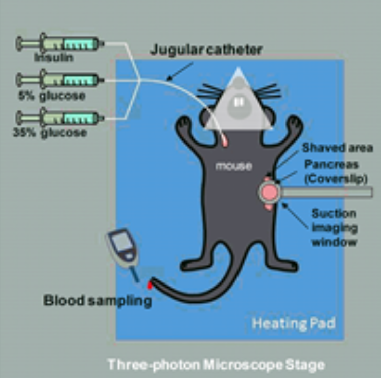 In vivo islet Ca2+ imaging