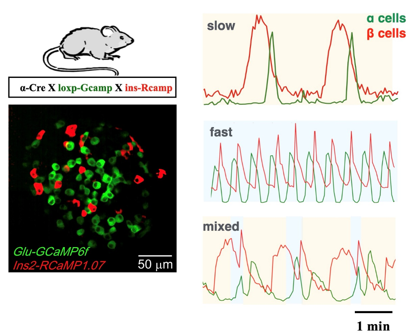 Pancreatic α and β cells are globally phase-locked