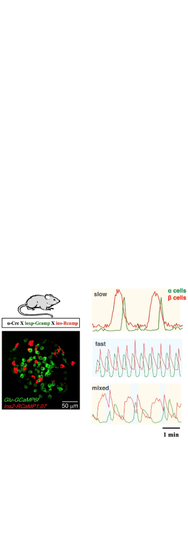 Globally phase-locked α and β cells